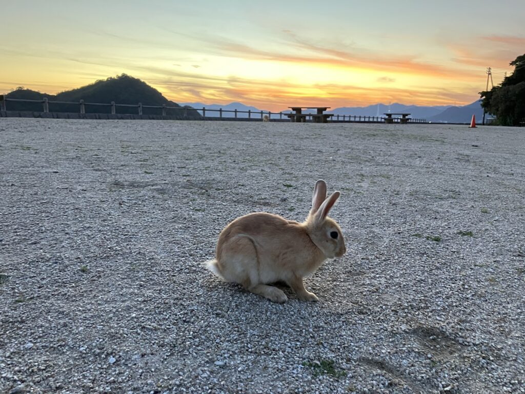 夕日をバックにした大久野島のうさぎ