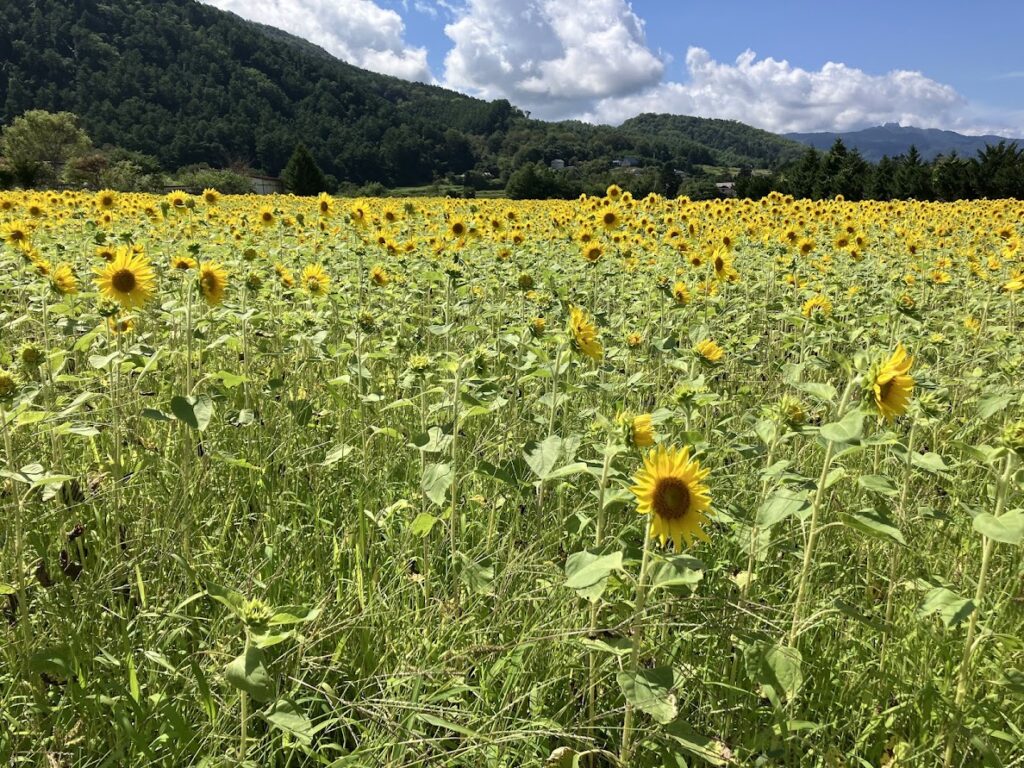 一面のひまわり畑