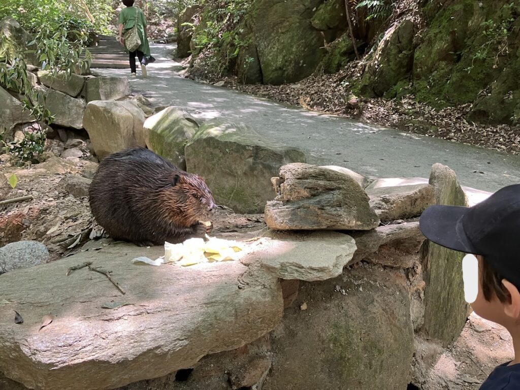 カピバラにエサやりする子供